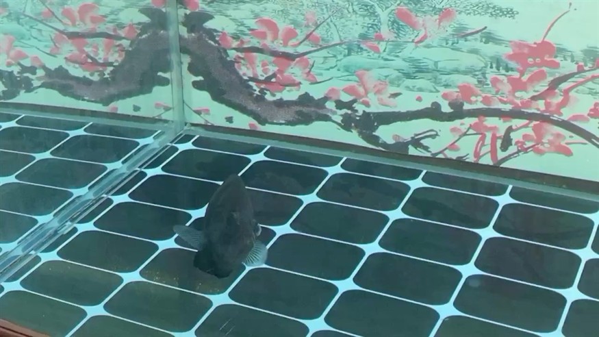 虎魚生病了