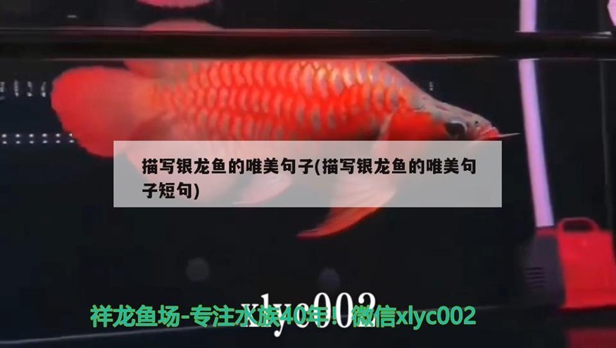 描寫銀龍魚的唯美句子(描寫銀龍魚的唯美句子短句)
