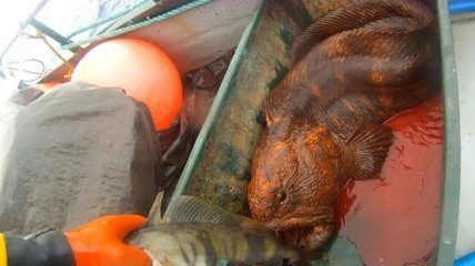 養龍魚喂什么食物成本低呢