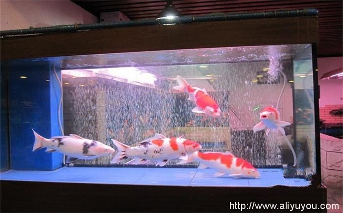 多大的魚缸可以養錦鯉：養錦鯉的魚缸大小需要根據錦鯉的生活質量來決定的布局