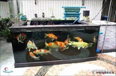 多大的魚缸可以養錦鯉：養錦鯉的魚缸大小需要根據錦鯉的生活質量來決定的布局