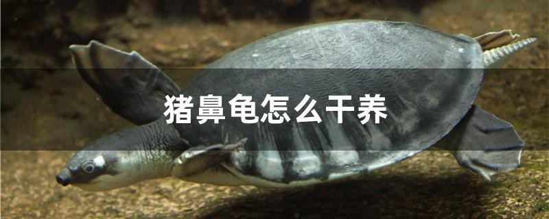 豬鼻龜怎么干養(yǎng)