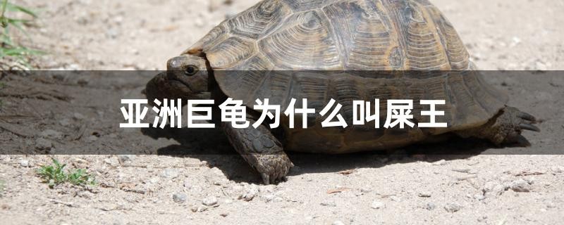 亞洲巨龜為什么叫屎王