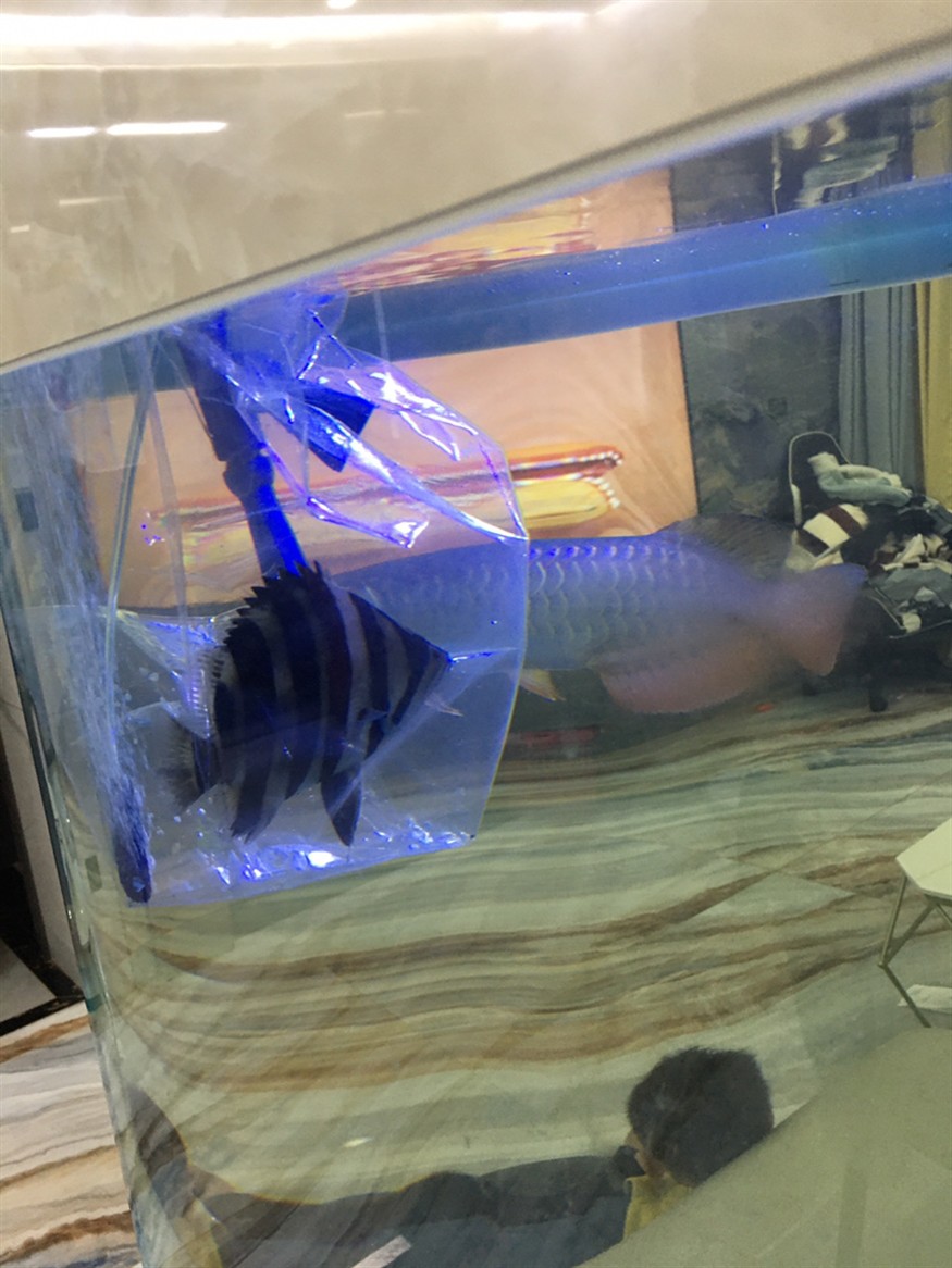 虎魚380元在本地水族買的