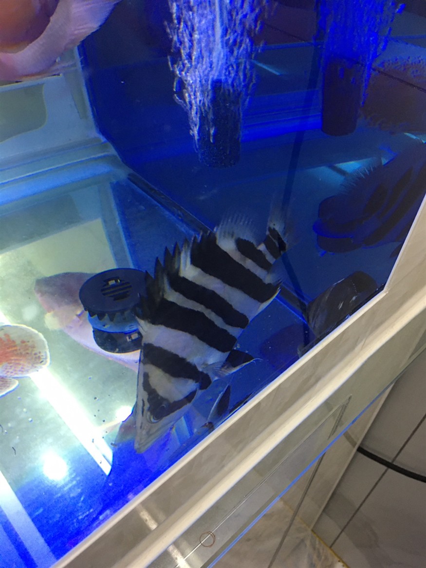 虎魚380元在本地水族買的