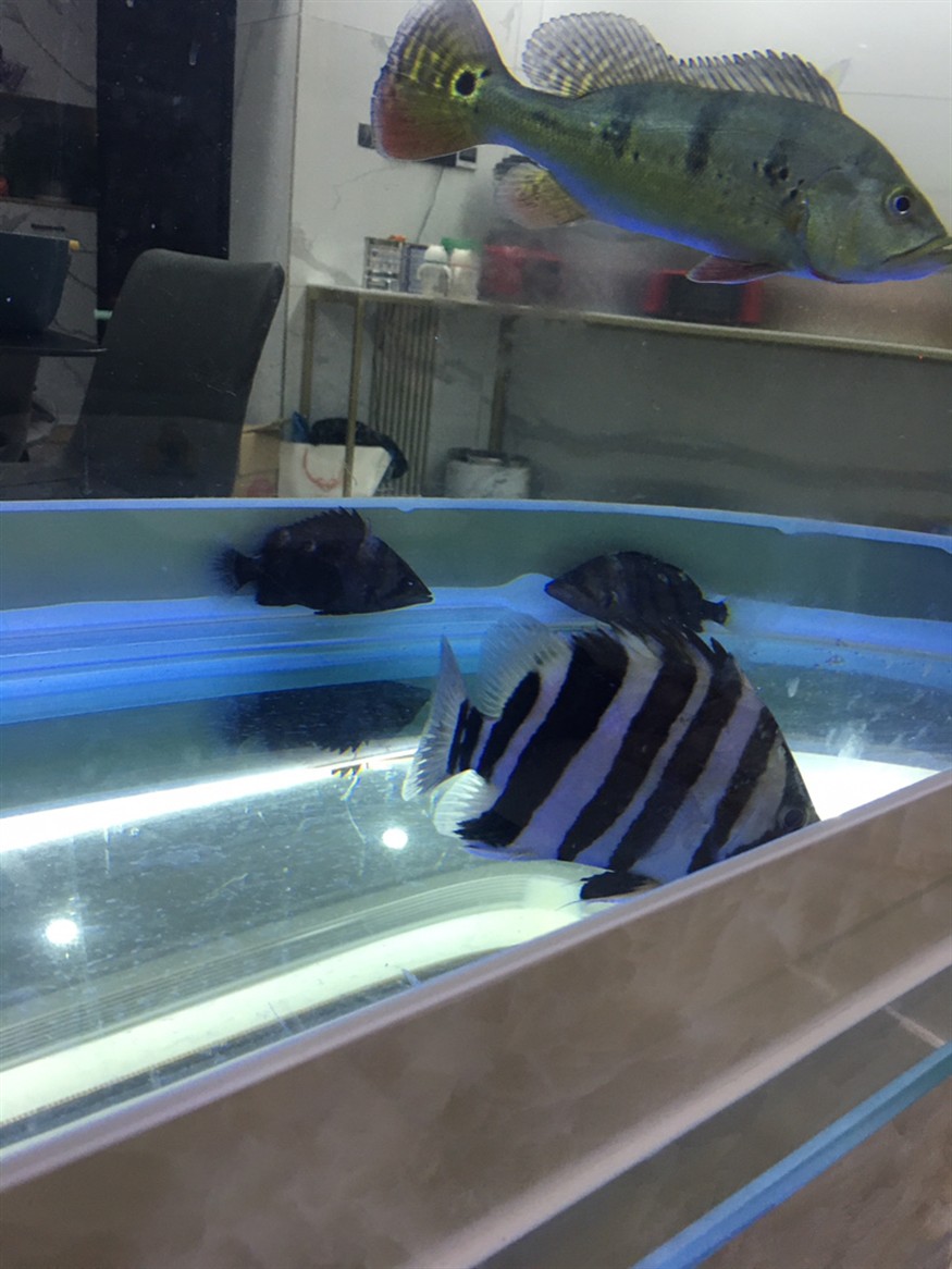 虎魚380元在本地水族買的