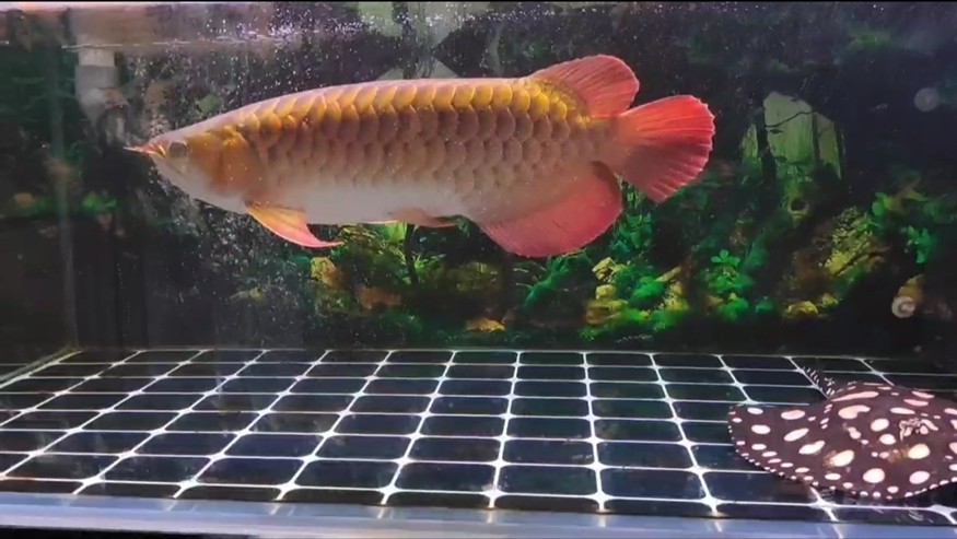 虎年發虎魚吉祥又如意