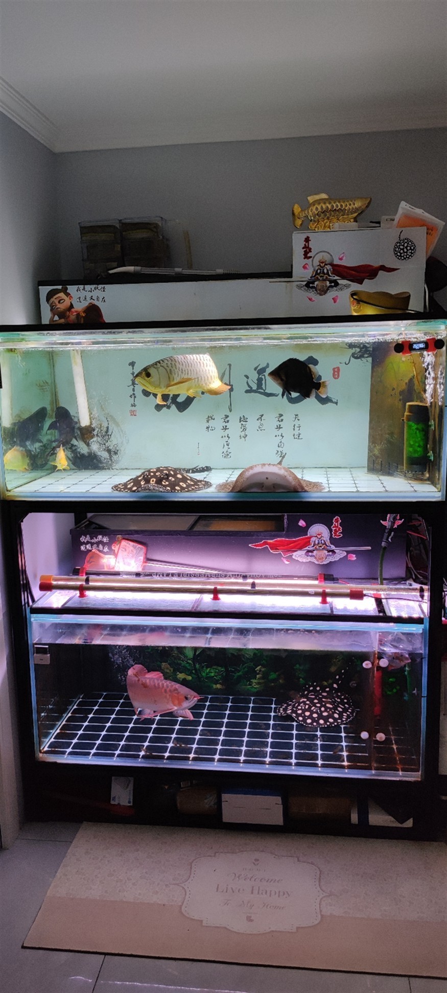 虎年發虎魚吉祥又如意