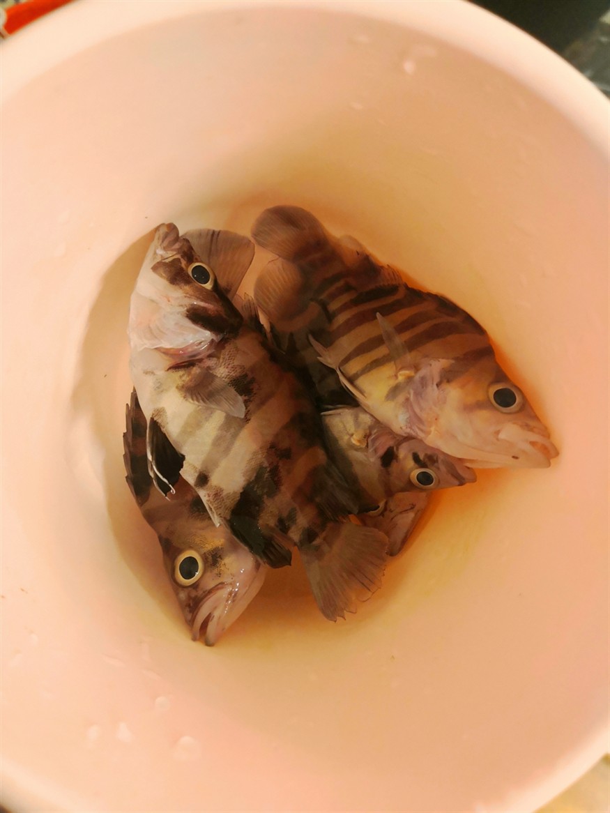 虎魚缺氧全部陣亡