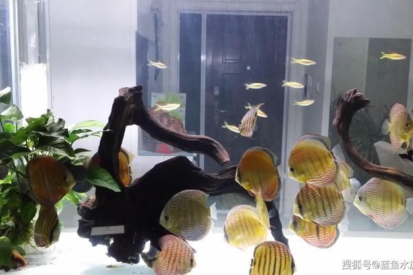 紅龍魚怎么養方法介紹一下圖片和價格（紅龍魚怎么養方法介紹一下圖片和價格大全）