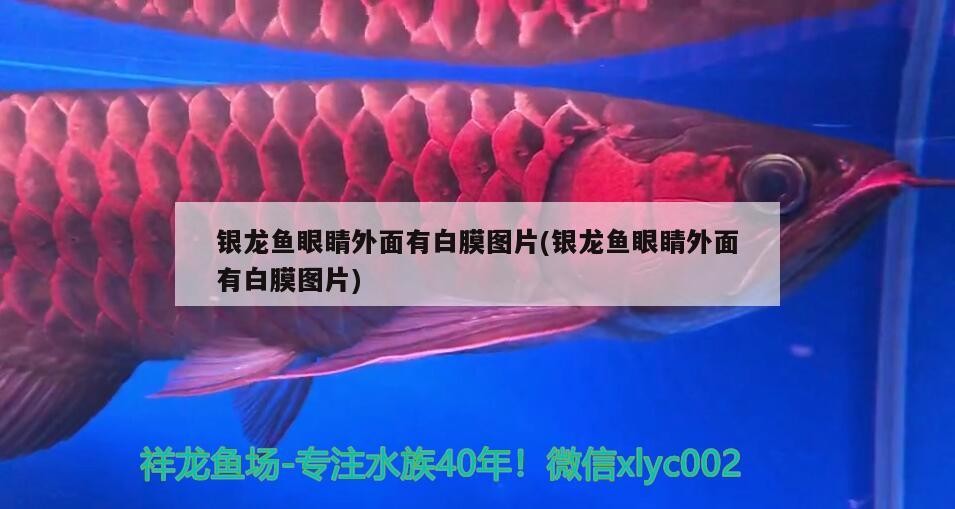 銀龍魚眼睛外面有白膜圖片(銀龍魚眼睛外面有白膜圖片)