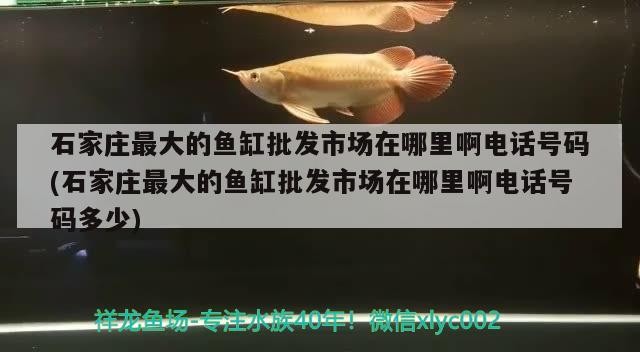 石家莊最大的魚缸批發市場在哪里啊電話號碼(石家莊最大的魚缸批發市場在哪里啊電話號碼多少)