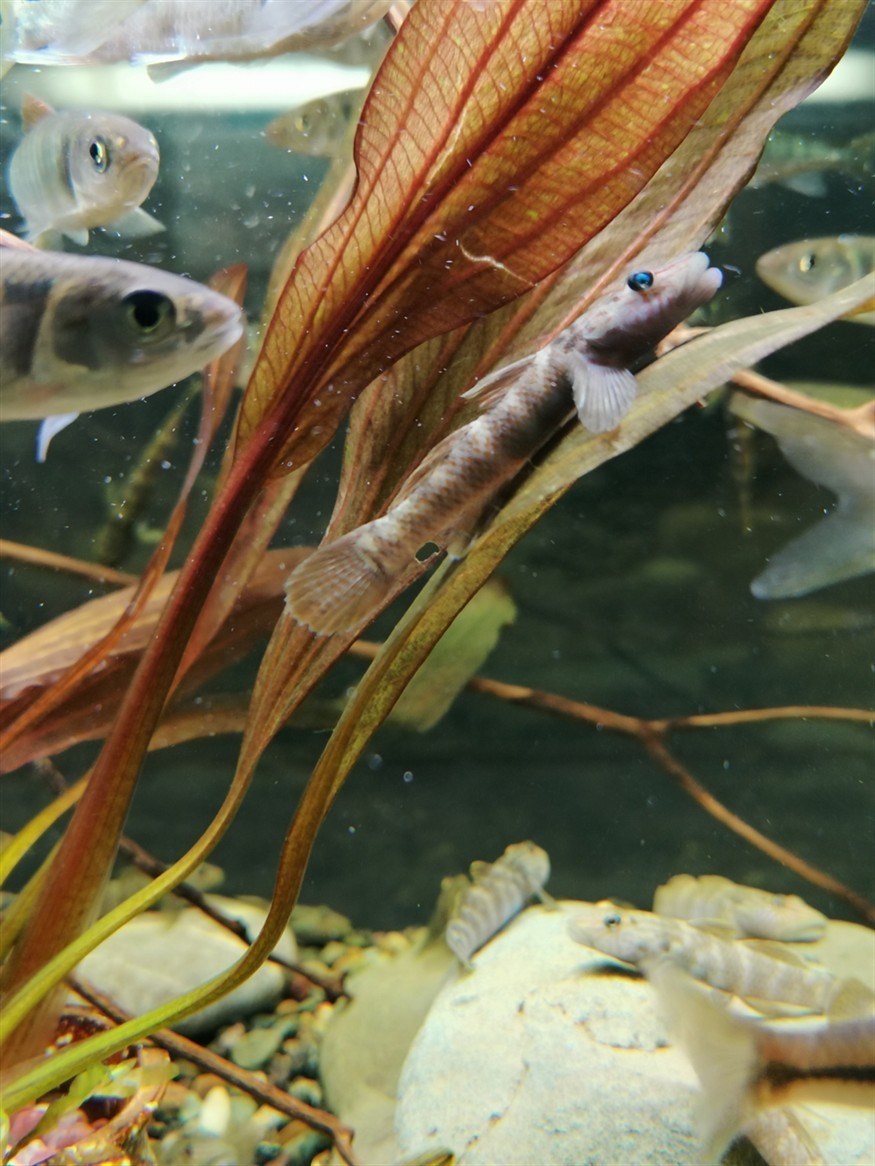 蝦虎魚