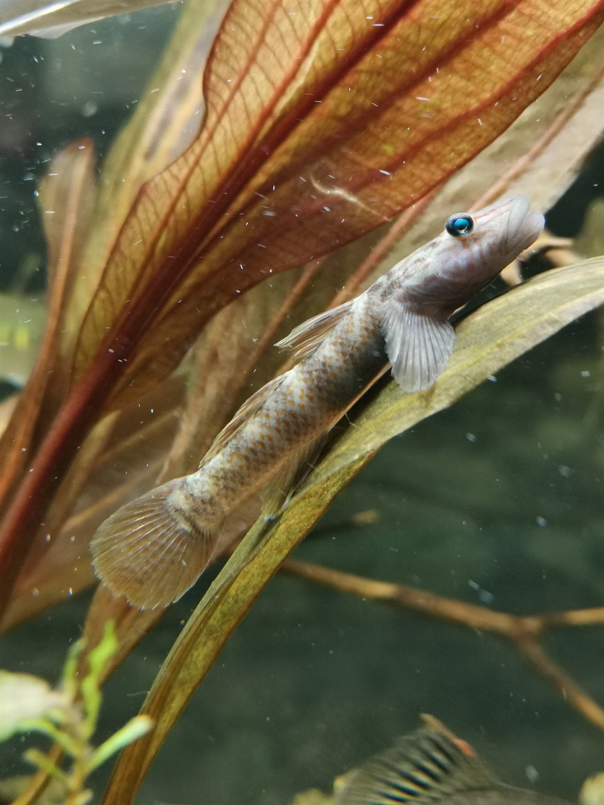蝦虎魚