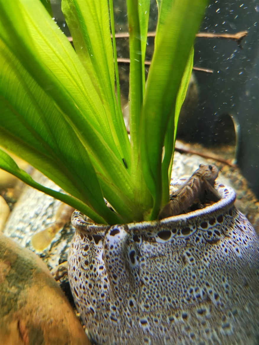 蝦虎魚