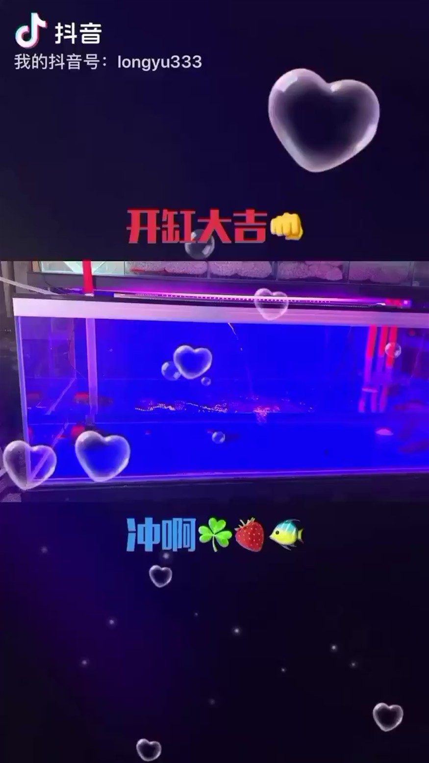 開缸一小時后進虎魚鳳魚闖缸