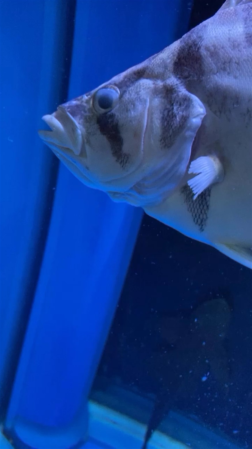 虎魚(yú)一路走好