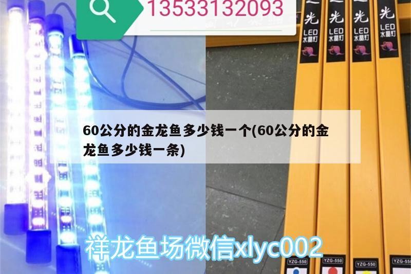 吳橋縣桑園鎮(zhèn)麗洋水族館