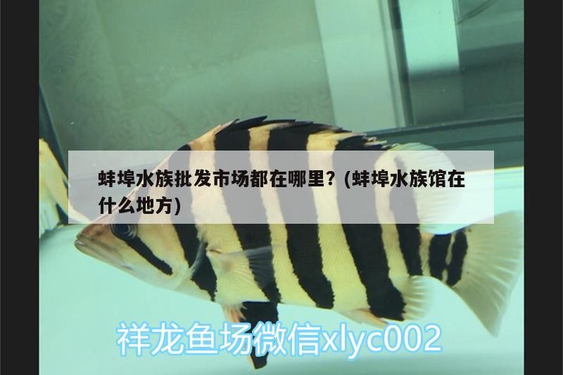 吳橋縣桑園鎮(zhèn)麗洋水族館