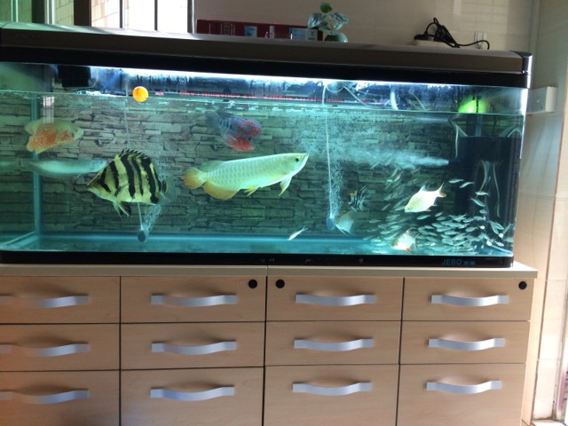 雜文虎34公分 一直只吃小魚苗