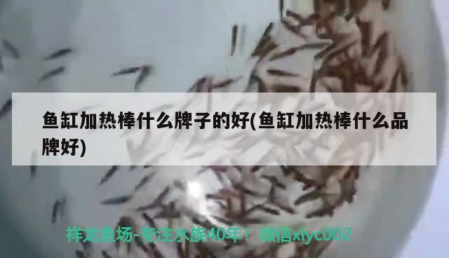 泰虎魚后看過來