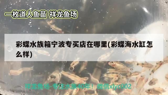 泰虎魚后看過來