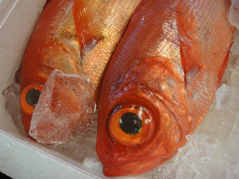 誰有讓虎魚不鉆旮旯的辦法