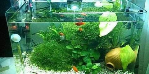 玻璃魚缸養花：關于玻璃魚缸養花的技巧和注意事項