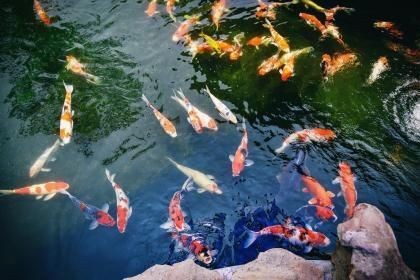 魚缸和魚可以送人嗎，如何挑選適合養魚的魚缸魚缸財運影響的科學解釋 魚缸和魚可以送人嗎，如何挑選適合養魚的魚缸魚缸財運影響的科學解釋 魚缸百科 第4張