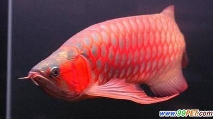 45公分的紅龍魚用什么燈（45公分的紅龍魚用什么燈光）