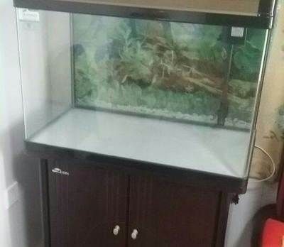 搬家 魚缸帶不走怎么辦視頻：如何處理魚缸搬運問題
