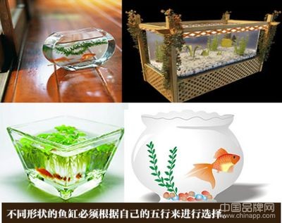 不同形狀的魚缸：風水學認為魚缸的形狀會影響到家中的氣場和運勢和運勢