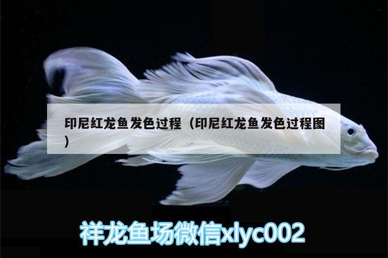 印尼紅龍魚發色過程（印尼紅龍魚發色過程圖）