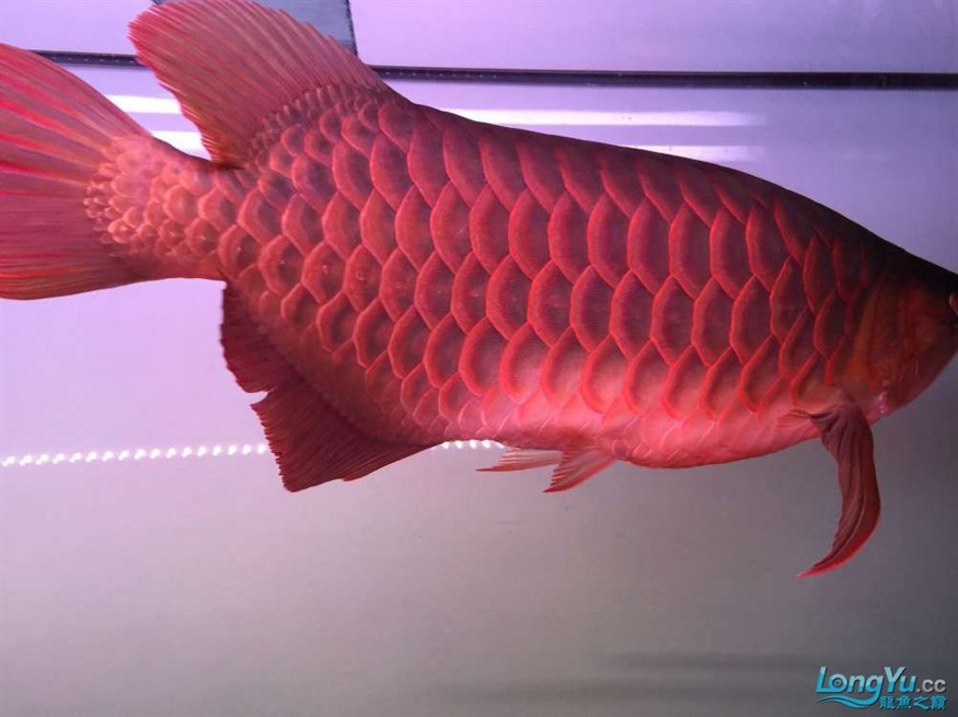 急出大紅龍和大虎魚 急出大紅龍和大虎魚 虎魚百科 第2張