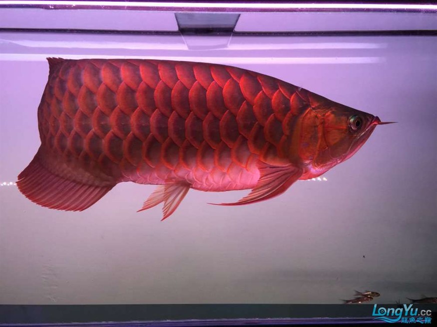 急出大紅龍和大虎魚 急出大紅龍和大虎魚 虎魚百科 第1張