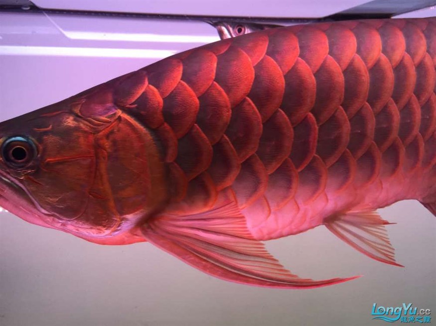 急出大紅龍和大虎魚 急出大紅龍和大虎魚 虎魚百科 第3張