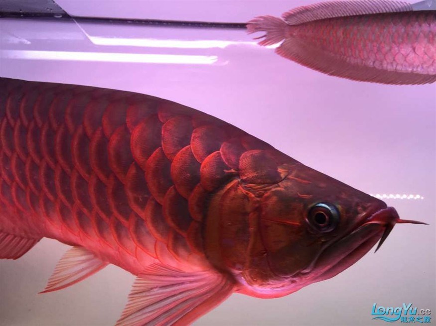 急出大紅龍和大虎魚 急出大紅龍和大虎魚 虎魚百科 第5張
