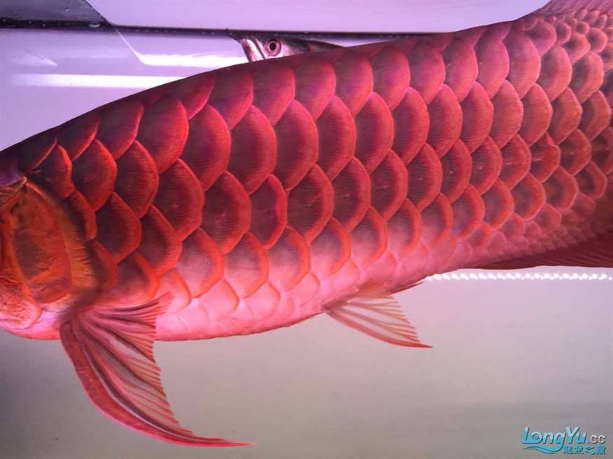 急出大紅龍和大虎魚 急出大紅龍和大虎魚 虎魚百科 第4張
