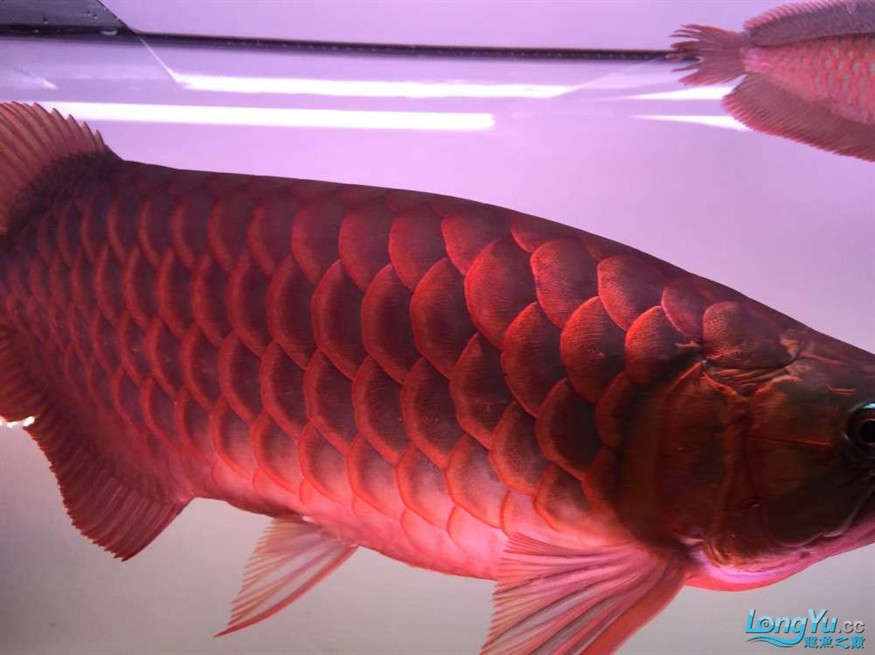 急出大紅龍和大虎魚 急出大紅龍和大虎魚 虎魚百科 第6張