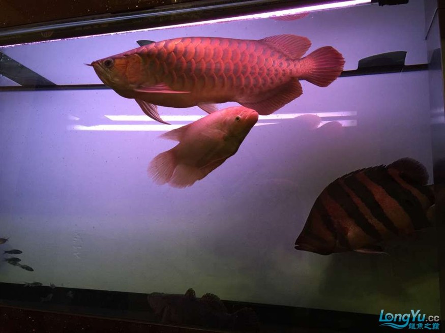 急出大紅龍和大虎魚 急出大紅龍和大虎魚 虎魚百科 第8張