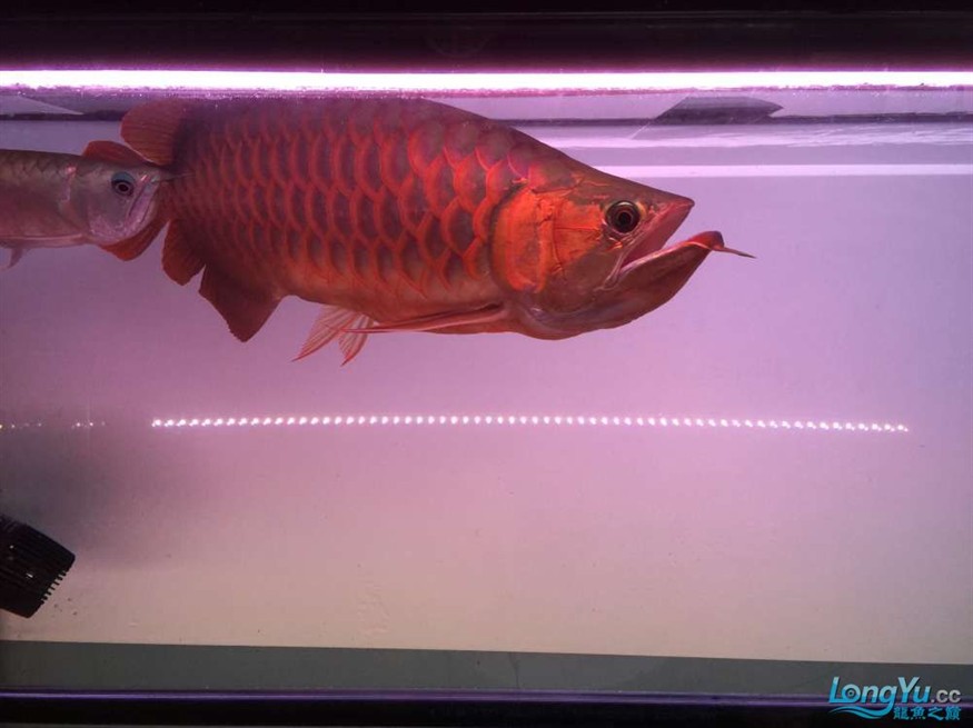 急出大紅龍和大虎魚 急出大紅龍和大虎魚 虎魚百科 第7張