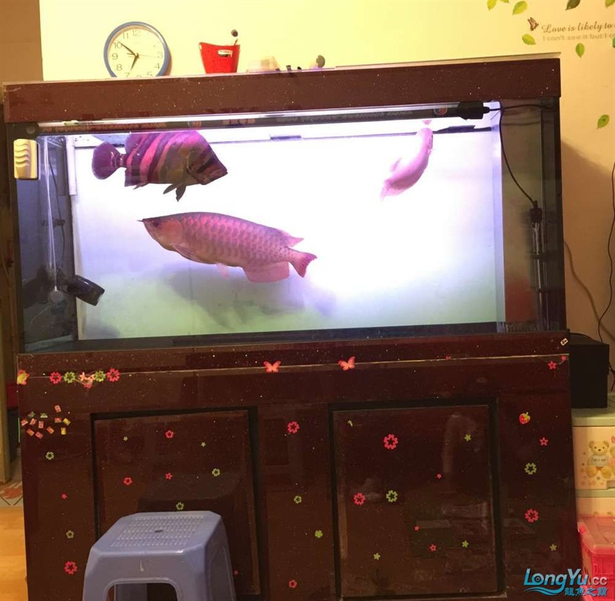 急出大紅龍和大虎魚 急出大紅龍和大虎魚 虎魚百科 第11張