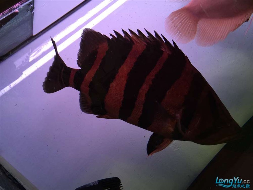 急出大紅龍和大虎魚 急出大紅龍和大虎魚 虎魚百科 第10張