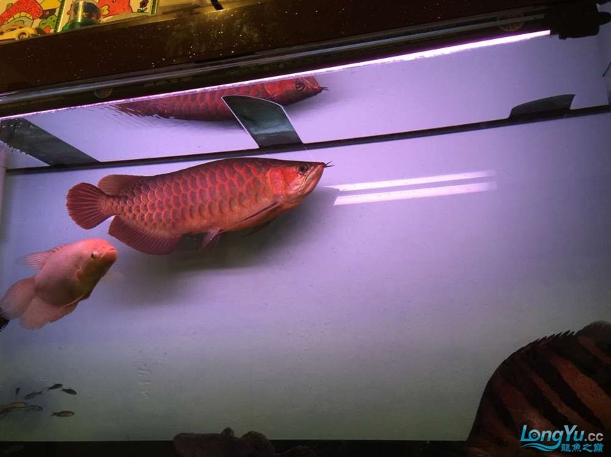 急出大紅龍和大虎魚 急出大紅龍和大虎魚 虎魚百科 第9張