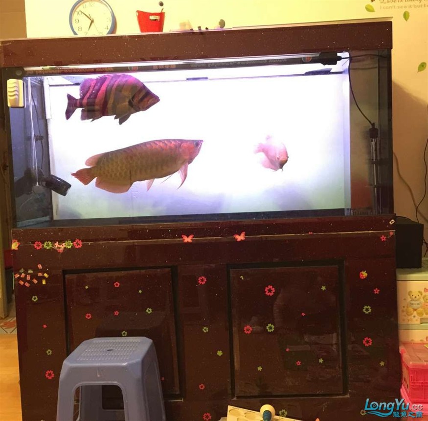 急出大紅龍和大虎魚 急出大紅龍和大虎魚 虎魚百科 第12張