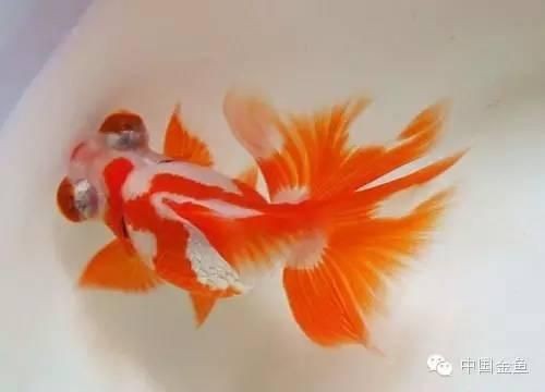 大魚缸養(yǎng)金魚怎么養(yǎng)：在大魚缸中養(yǎng)金魚的一些關(guān)鍵養(yǎng)護(hù)方法