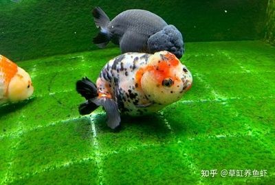 大魚缸養(yǎng)金魚怎么養(yǎng)：在大魚缸中養(yǎng)金魚的一些關(guān)鍵養(yǎng)護(hù)方法
