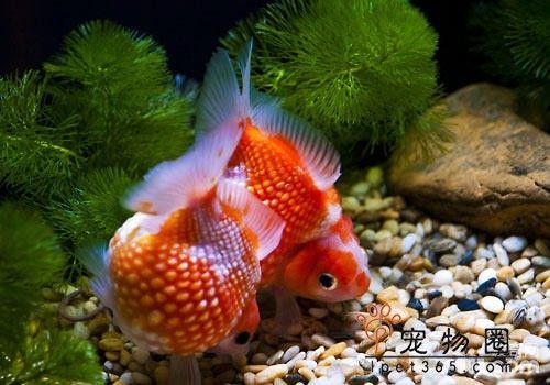 大魚缸養(yǎng)金魚怎么養(yǎng)：在大魚缸中養(yǎng)金魚的一些關(guān)鍵養(yǎng)護(hù)方法