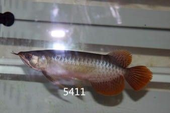 龍魚(yú)等級(jí)劃分