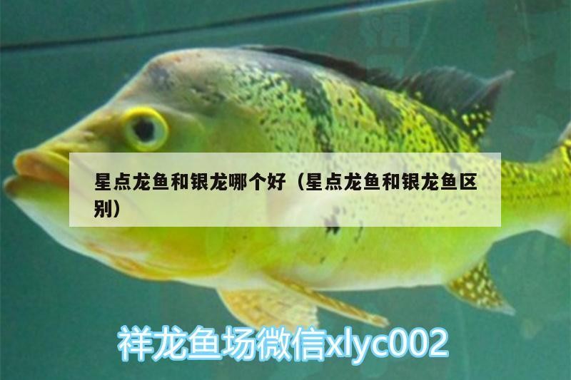星點龍魚和銀龍哪個好（星點龍魚和銀龍魚區(qū)別）